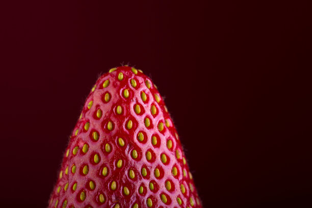 一个新鲜草莓在暗红色背景上的特写镜头图片下载