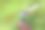 生机勃勃的蜻蜓在娇嫩的花朵和郁郁葱葱的绿叶上图片下载