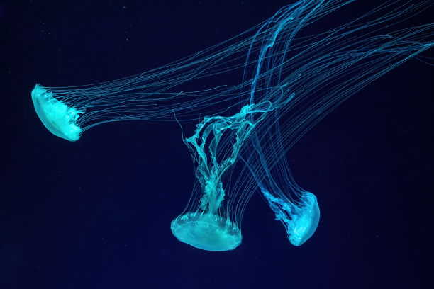 一群荧光水母在水下水族池游泳。图片下载