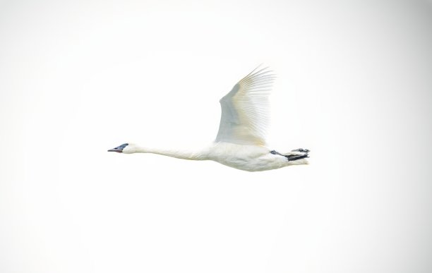 喇叭天鹅图片下载