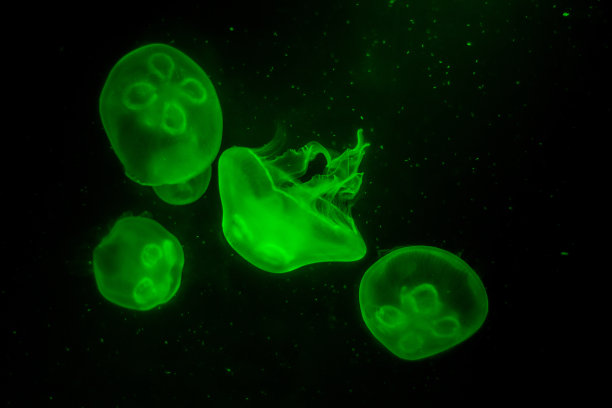 绿色的水母漂浮在黑暗的背景上图片下载