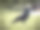 一只鸟栖息在草地上的特写镜头图片下载