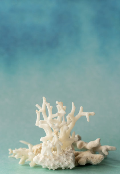 蓝色背景上的海洋珊瑚的分类图片下载