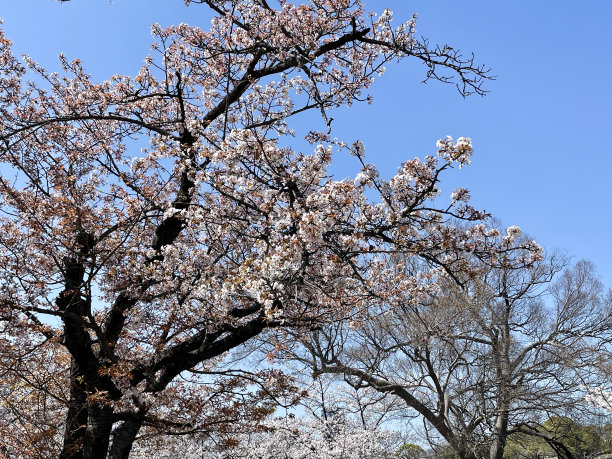 日本大阪樱花图片下载
