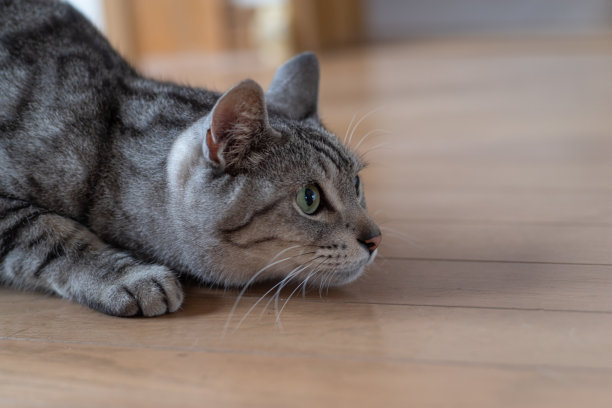 盯着猫图片下载