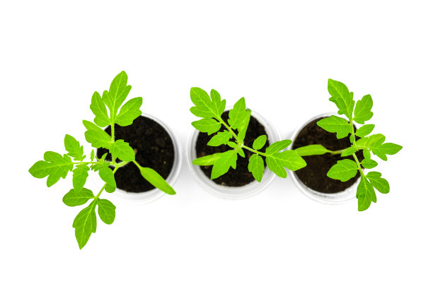年轻的番茄苗与叶和根接近顶部视图图片下载