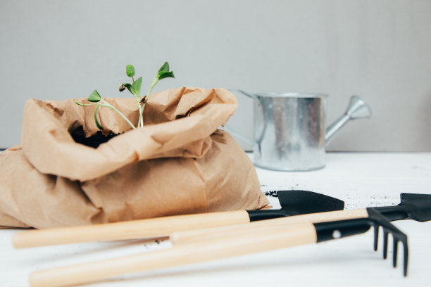 园艺的概念。种植蔬菜幼苗。棕色纸袋里有一棵绿色的小植物，灰色背景上有土壤和园艺工具图片下载