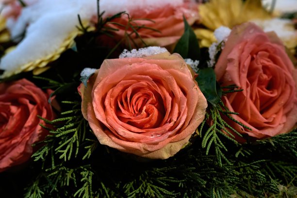 红玫瑰在雪色的花丛中图片下载