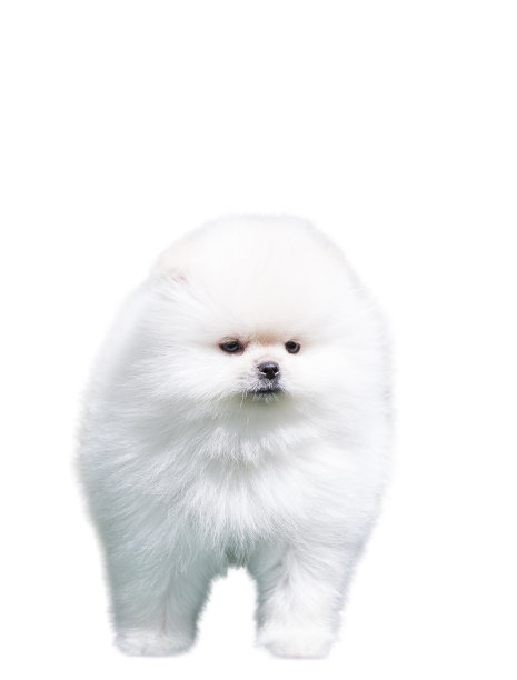 白色的波美拉尼亚幼犬孤立在白色背景上图片下载