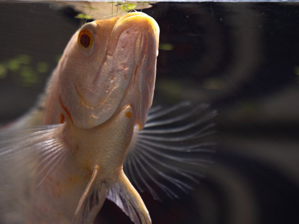 宇航员鱼图片下载