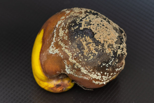 发霉的海棠。彩色背景上腐烂的榅桲果的特写照片。浪费食物的概念。图片下载