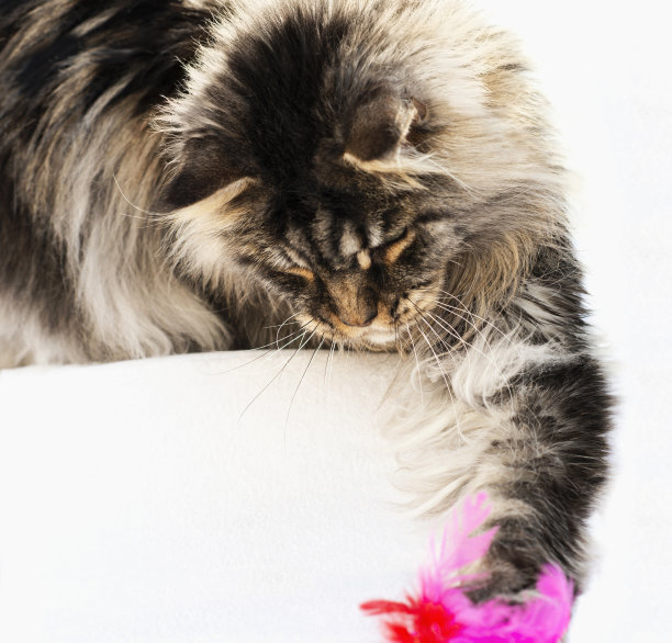 年轻的缅因州公猫-黑色银色斑纹虎斑猫，1岁-在家里的白色地毯上玩鸡毛掸子，照片图片下载