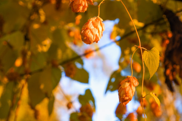 在野外日落时的葎草。收成。金色的秋天照片。跳旗帜。啤酒酿造原料。图片下载