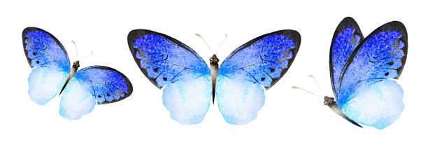 彩色水彩蝴蝶，孤立在白色上图片下载