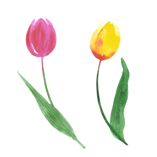 粉红色和黄色的郁金香。手绘水彩孤立在白色背景。可用于卡片、图案、标签。图片下载