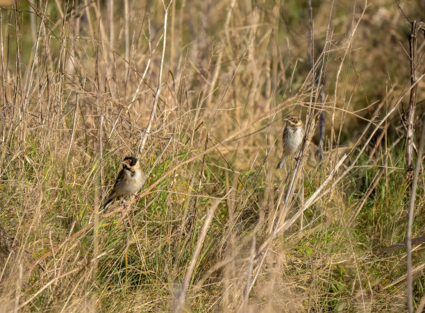 栖息的普通芦花(Emberiza schoeniclus)图片下载