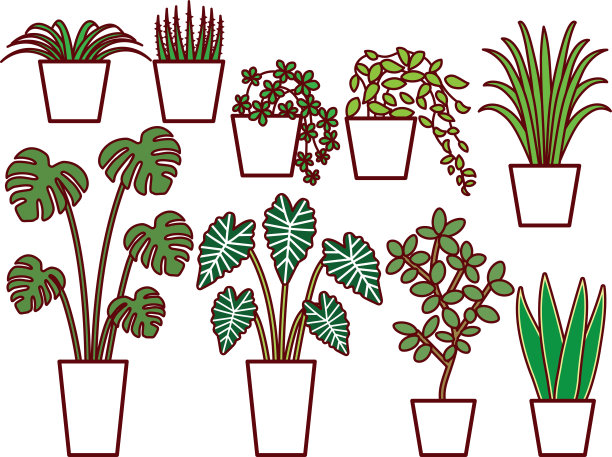 观叶植物图片下载