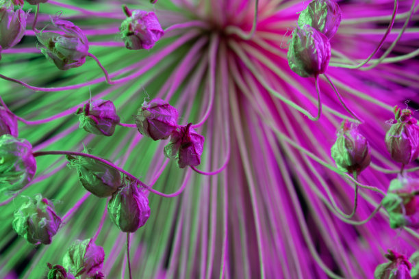 彩色光下洋葱开花的科技图片图片下载