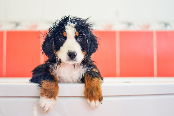 可爱可爱的小伯尔尼山狗在浴缸里湿透了图片下载