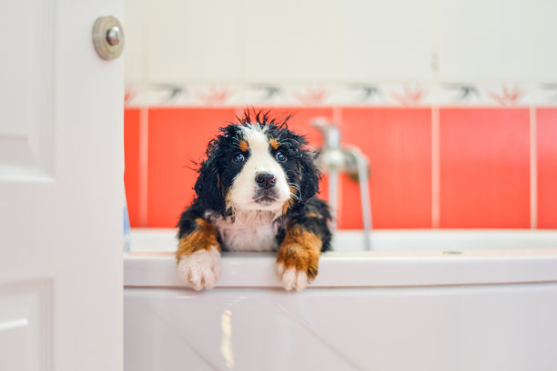 害怕的伯尔尼山狗在洗澡时害怕水图片下载