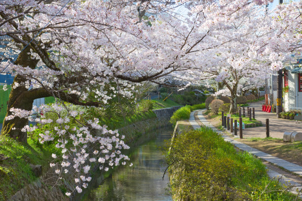 哲学家之路上的樱花图片下载