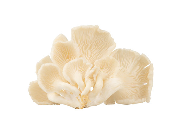 分离的平菇为素食设计元素图片下载