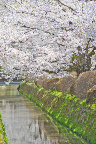 哲学家之路上的樱花图片下载