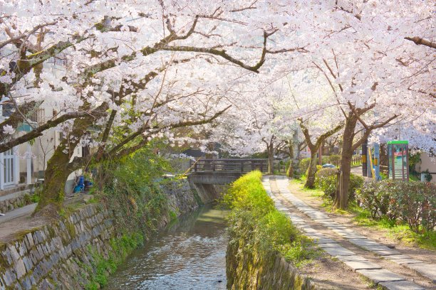 哲学家之路上的樱花图片下载