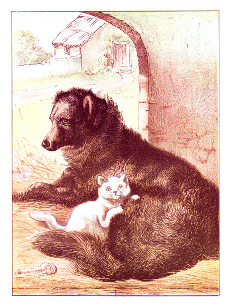 猫和狗的友谊图片下载