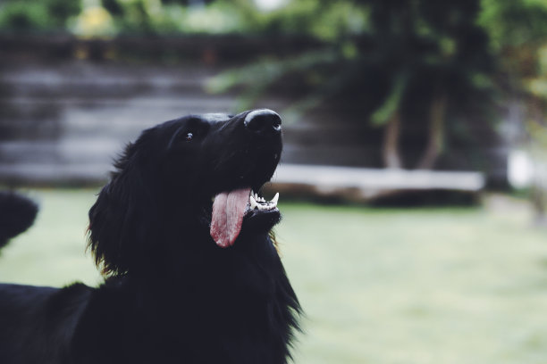 扁平绳寻回大狗肖像图片下载