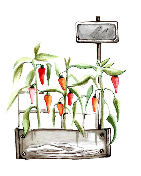 红色甜椒和叶子在一个棕色的木盒与指针。图片下载