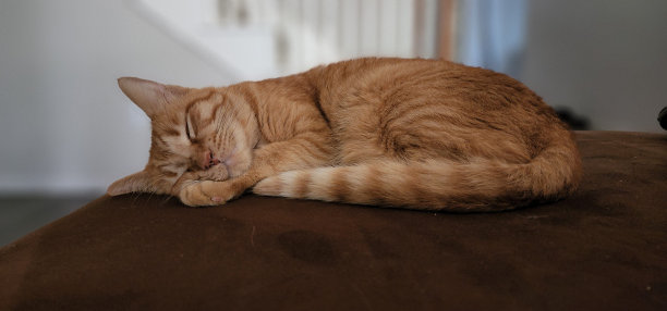 一只姜猫蜷缩着身子，伸着爪子，躺在一张木桌上熟睡图片下载