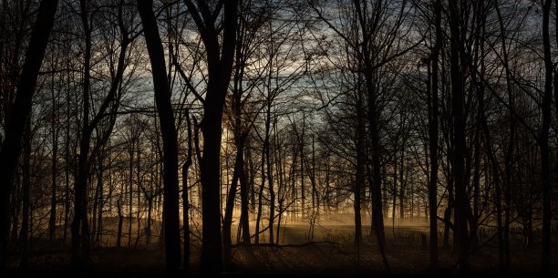 全景拍摄一个美丽的，宁静的夜间场景在森林图片下载