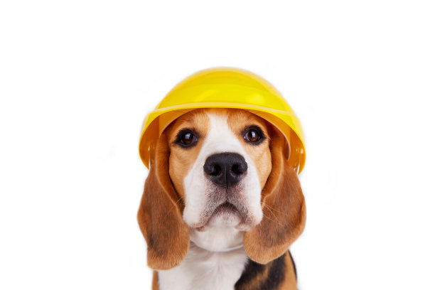 一只戴着建筑头盔的比格犬出现在白色孤立的背景上。图片下载