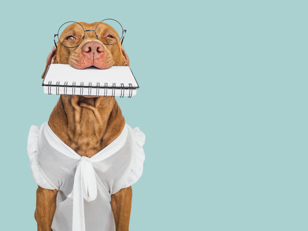 可爱的小狗，眼镜和记事本。商务风格图片下载