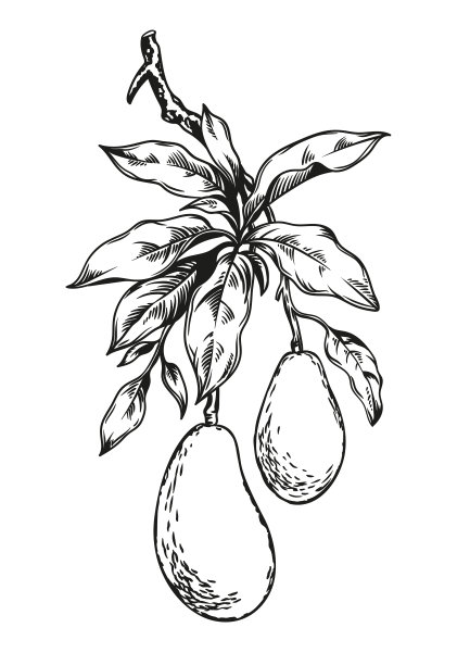鳄梨分支。单色植物插图，矢量元素隔离在白色背景上。复古风格。图片下载