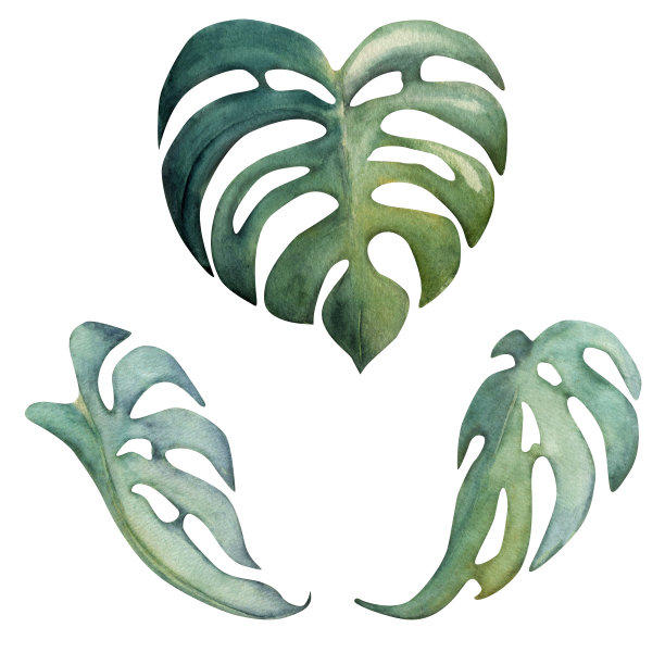 手绘水彩元素。外来热带植物大绿色羽毛怪物叶。孤立在白色背景上。设计墙面艺术，婚庆，印花，面料，封面，卡片，旅游，旅游小册子。图片下载