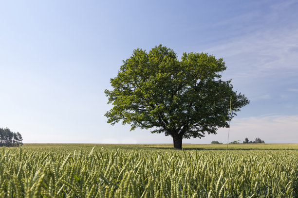 麦田里一棵孤独的橡树图片下载