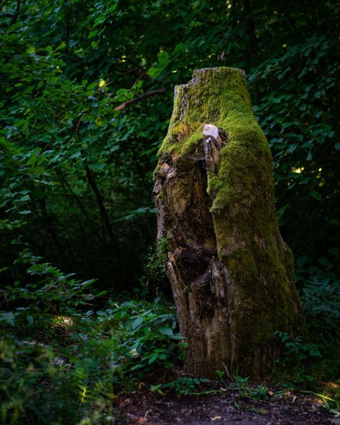 风景如画的苔藓覆盖的树桩位于树木繁茂的地区，头顶上有茂密的树木图片下载