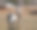 一只黑白相间的山羊在草地和泥土上奔跑图片下载