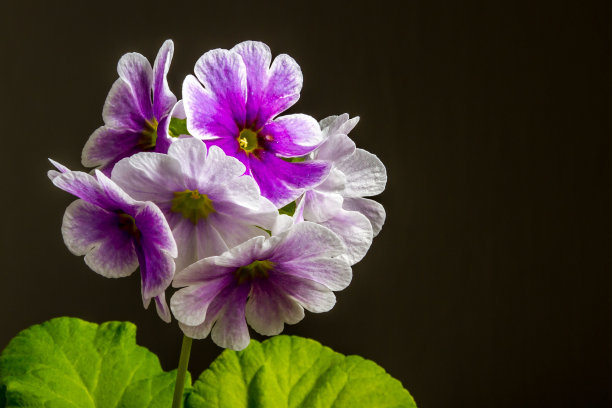 在黑暗中被照亮的报春花的特写镜头图片下载