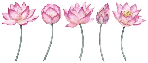 粉红色莲花套装。手绘水彩花卉插图在孤立的背景贺卡或婚礼邀请。禅宗设计的异国睡莲。睡莲的植物学图图片下载