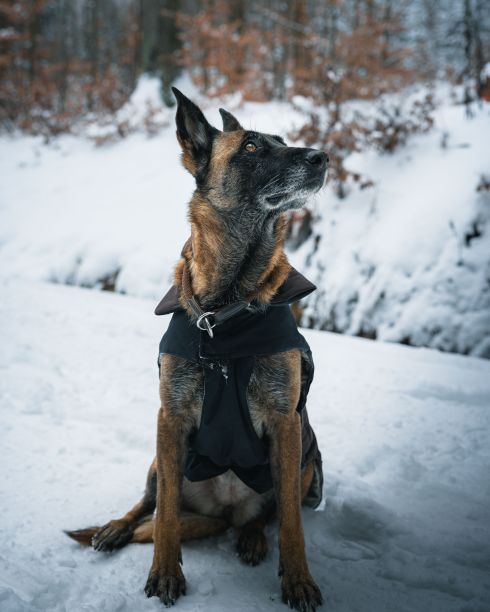 一只德国牧羊犬穿着衣服坐在雪林里的雪地上图片下载