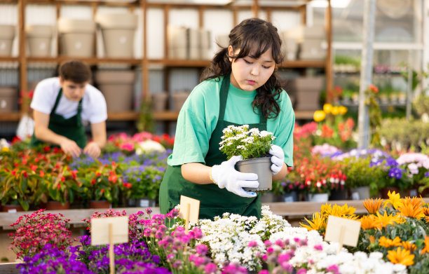 年轻的亚洲女孩温室工人检查盆栽伊比利亚图片下载