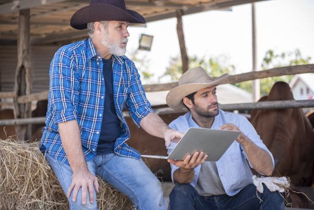 智能现代畜牧业。用笔记本电脑检查农场奶牛的质量图片下载