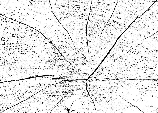 带有裂纹的白杨横截面的矢量垃圾纹理图片下载