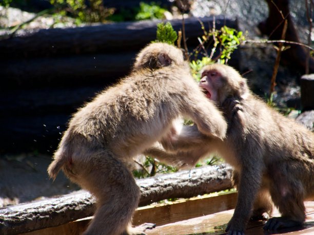 猴子打架图片下载