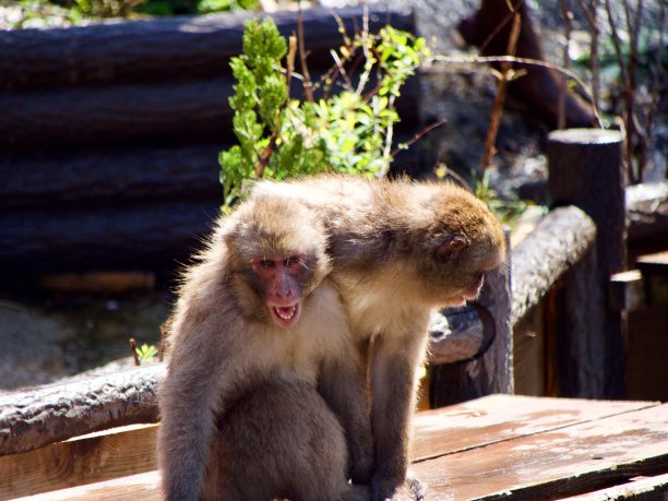 猴子喊图片下载