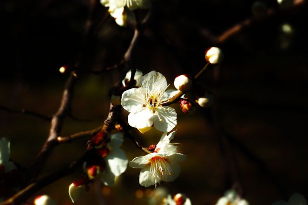 灯光在黑暗中一些白花上亮着图片下载