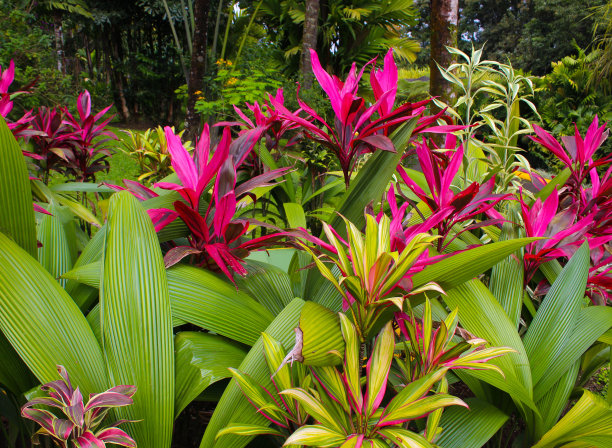 Cordyline, Ti植物图片下载